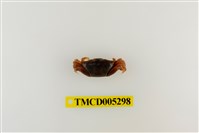 藏品(弧邊管招潮蟹)的圖片